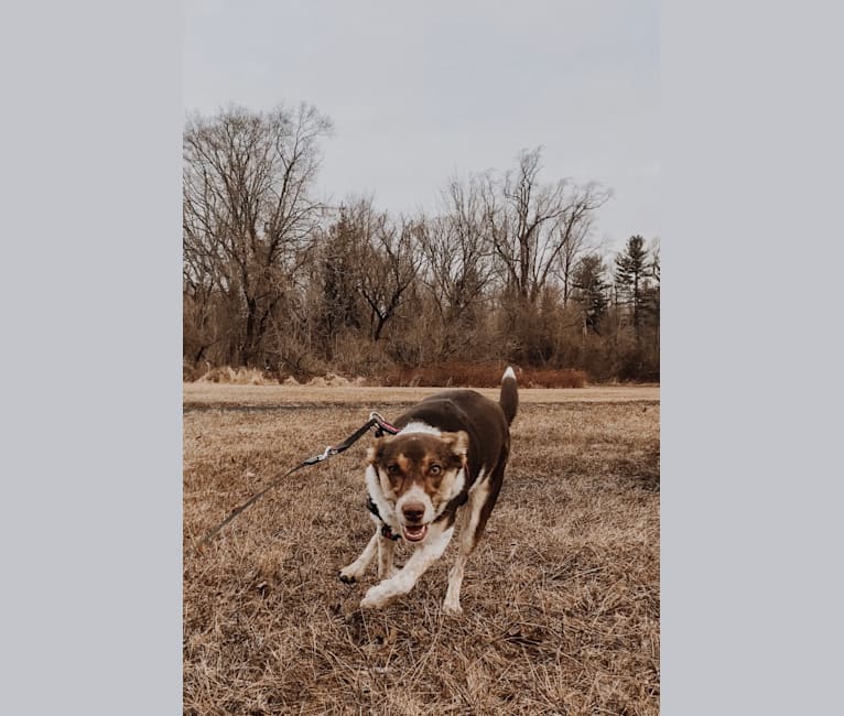 Photo of Nova, a Rat Terrier, German Shepherd Dog, Shetland Sheepdog, and Mixed mix in Croydon, Pennsylvania, USA