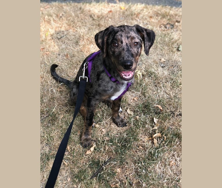 Coco, a Labrador Retriever and American Pit Bull Terrier mix tested with EmbarkVet.com
