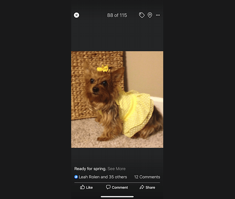 Anna, a Yorkshire Terrier tested with EmbarkVet.com