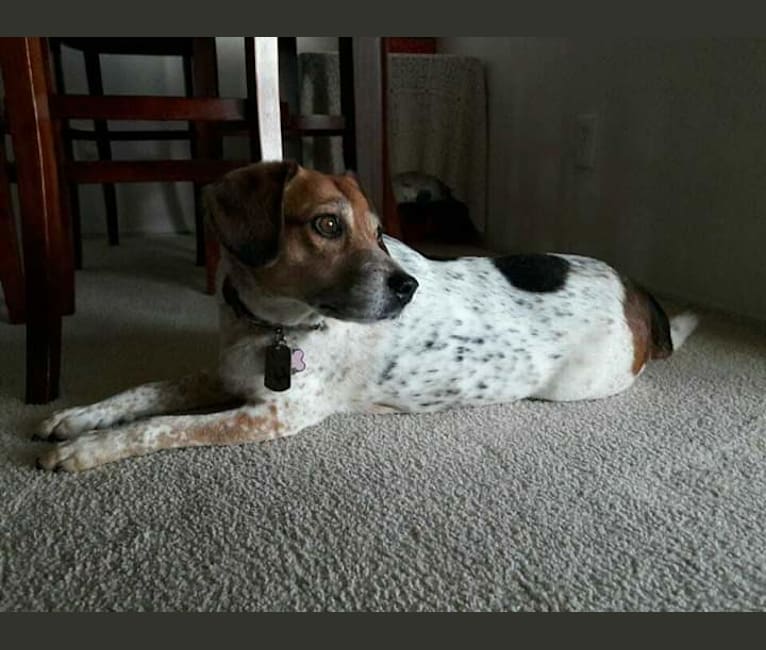 Wendy Darling, an Australian Cattle Dog and Beagle mix tested with EmbarkVet.com