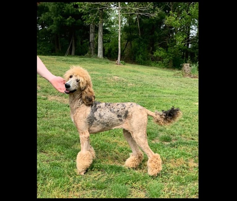 Sable standard poodle sale
