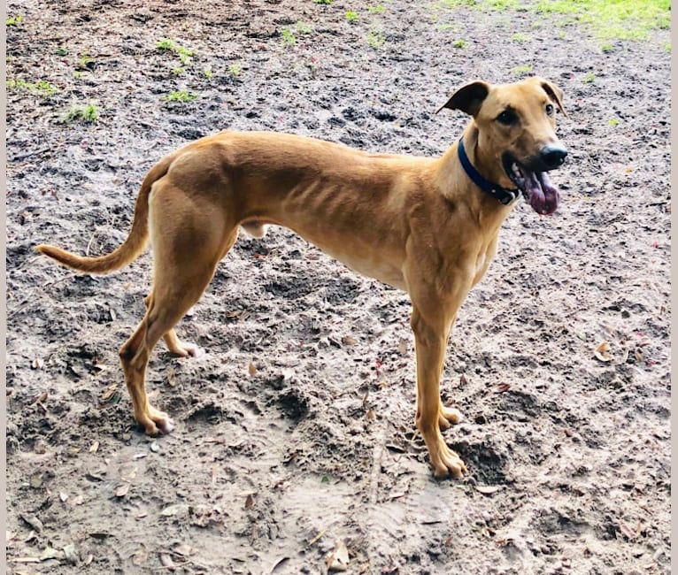 embark dog dna test breed