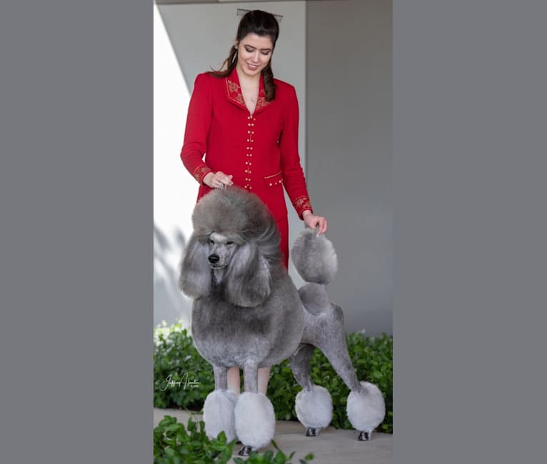 Bibelot poodles best sale