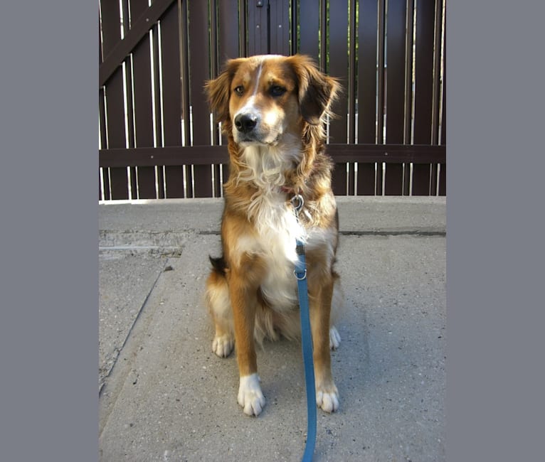 Akita, a Golden Retriever and Bernese Mountain Dog mix tested with EmbarkVet.com