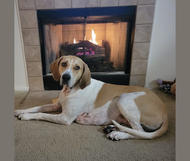 Copper, an American English Coonhound tested with EmbarkVet.com