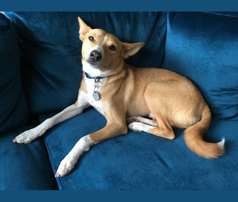 Embark Dog DNA Test Breed