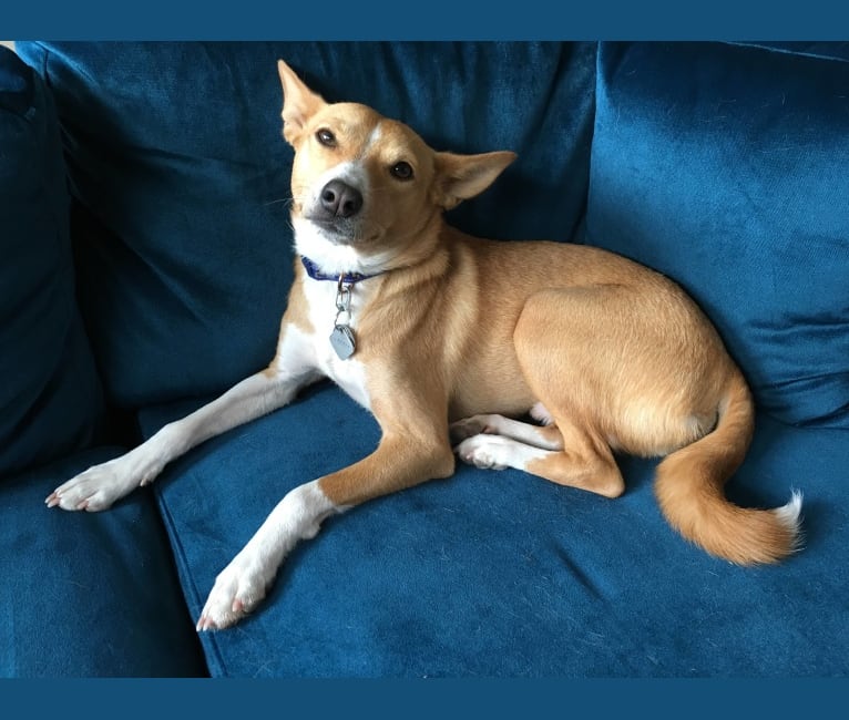 Ebo, a Basenji and Miniature Schnauzer mix tested with EmbarkVet.com