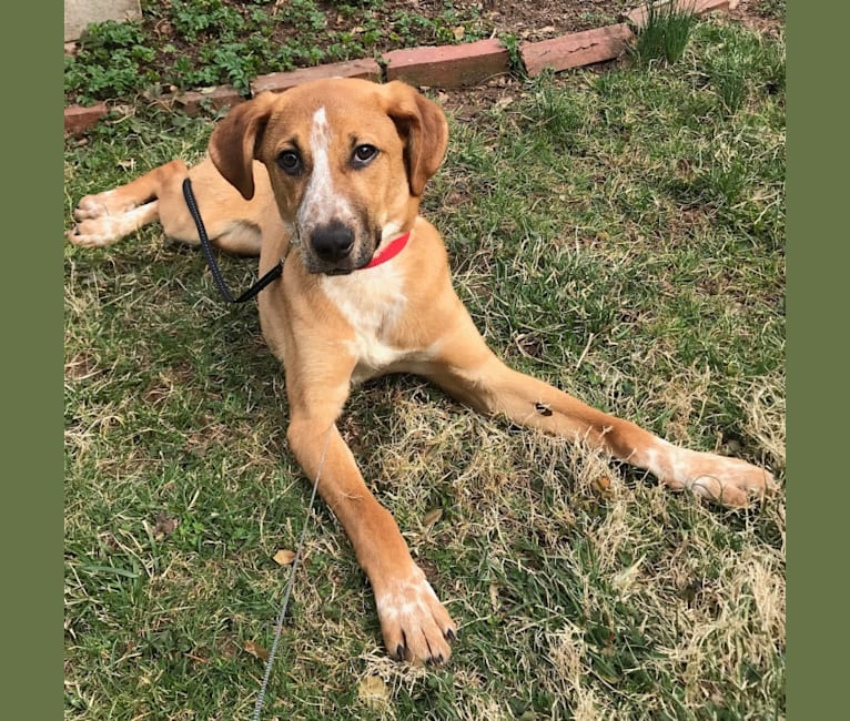 Chet, an American English Coonhound and Mountain Cur mix tested with EmbarkVet.com