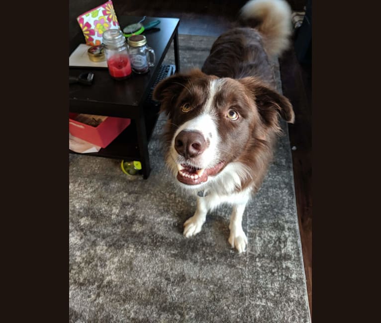 Atlas Mussatti, a Border Collie tested with EmbarkVet.com