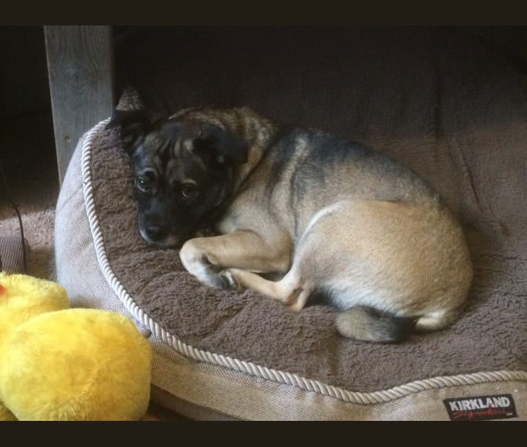 Keeshond pug mix shop