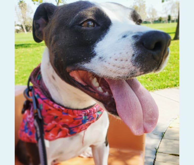 Photo of Emi, an American Pit Bull Terrier, American Staffordshire Terrier, Bulldog, and Mixed mix in Barstow, California, USA