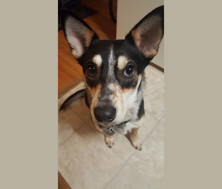 Penny, an Australian Cattle Dog and Rottweiler mix tested with EmbarkVet.com