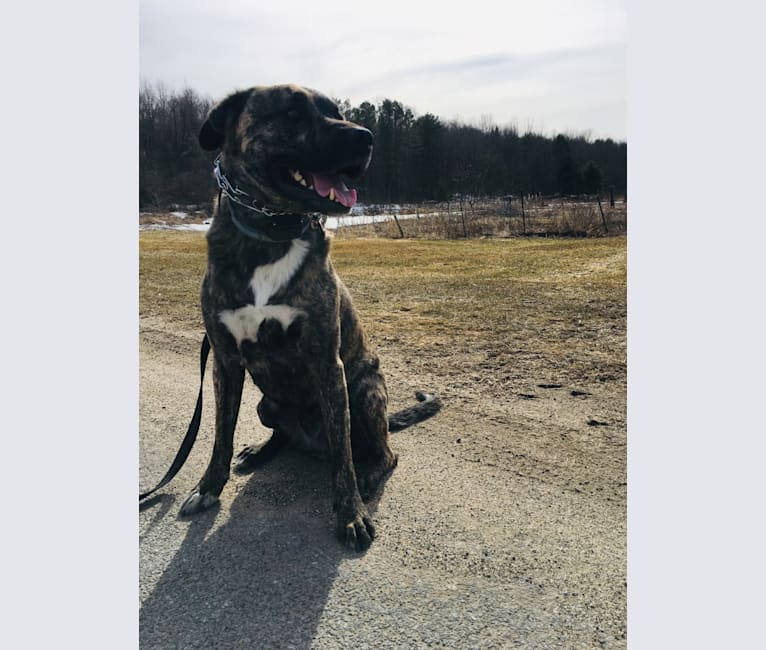 Blitz, a German Shepherd Dog and American Pit Bull Terrier mix tested with EmbarkVet.com