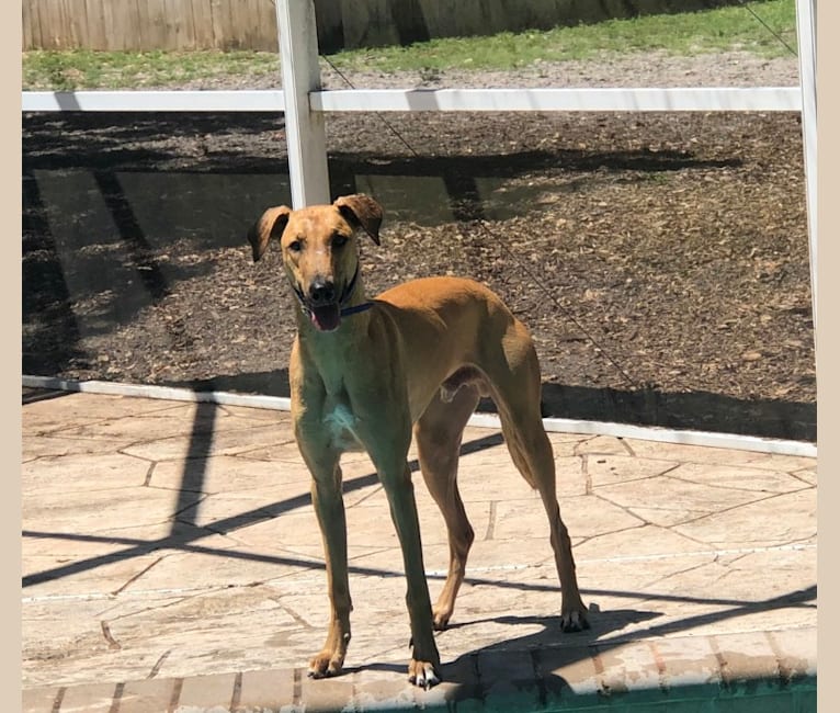 embark dog dna test breed