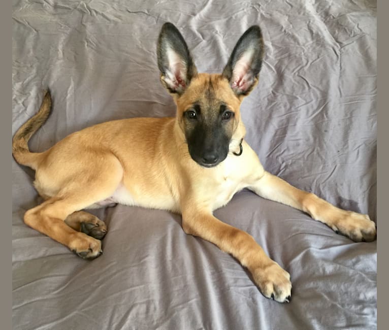 Belgian cheap malinois mixes