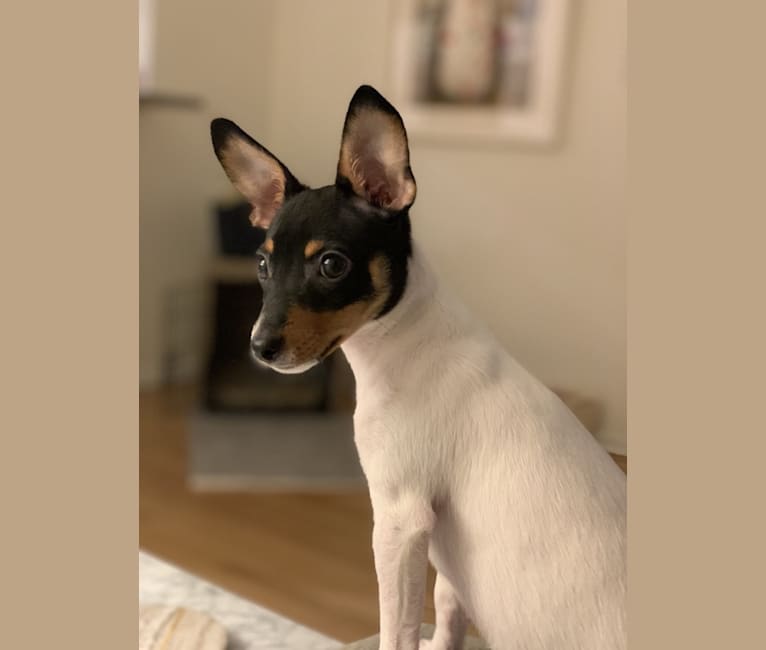 Rocky, a Toy Fox Terrier tested with EmbarkVet.com