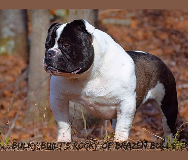 ROCKY, an American Bulldog and Bulldog mix tested with EmbarkVet.com