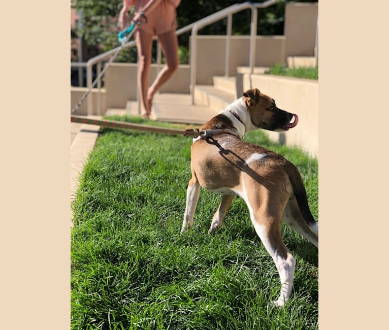 Photo of Oakley, a Boxer, American Pit Bull Terrier, and Mixed mix in Chicago, Illinois, USA
