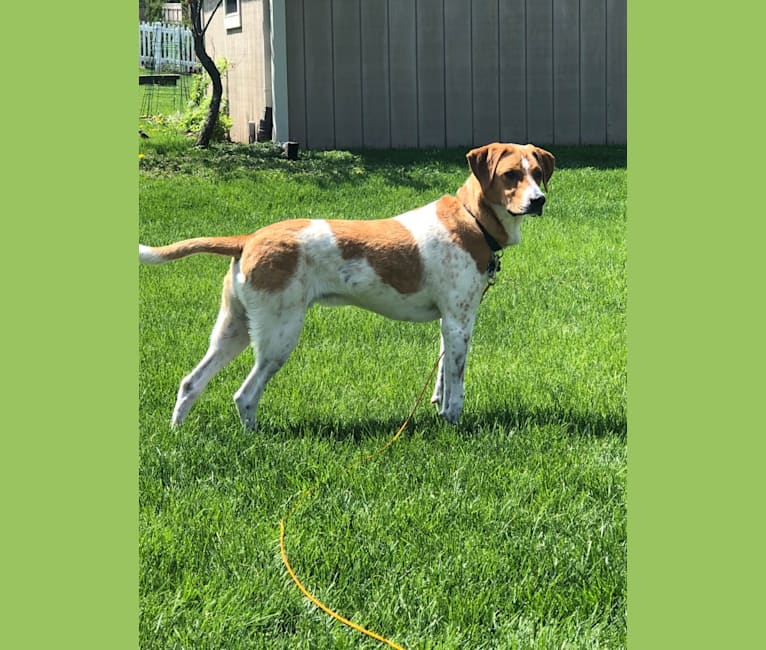 Photo of Tango, a Treeing Walker Coonhound, American Pit Bull Terrier, Pointer, Labrador Retriever, Golden Retriever, Chow Chow, and Mixed mix in Greenfield, Wisconsin, USA