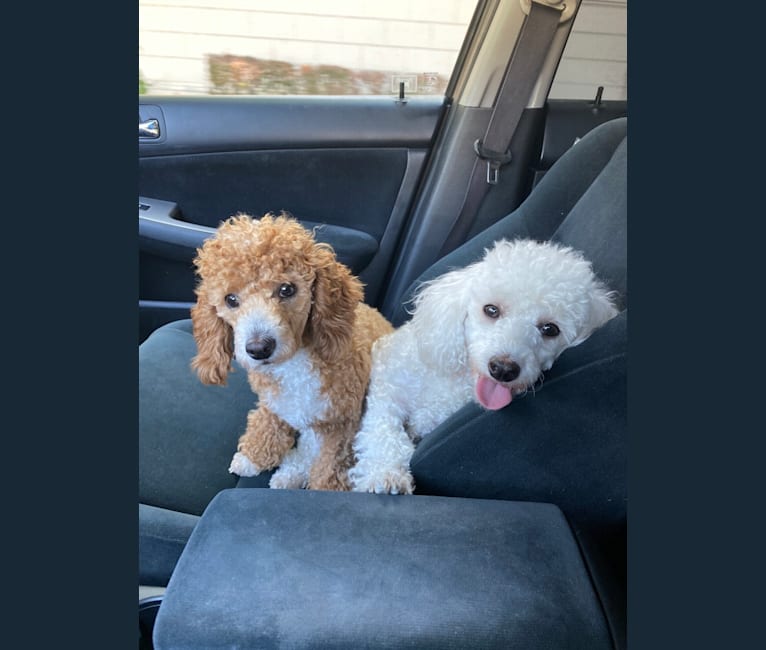 Cutie Pie, a Poodle (Small) and Bichon Frise mix tested with EmbarkVet.com