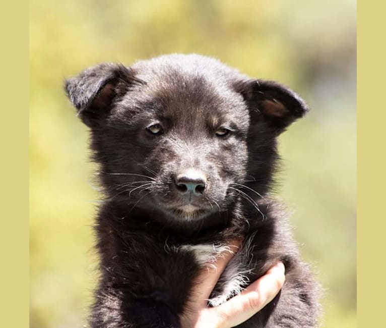 Warden, a Karelian Bear Dog and Irish Wolfhound mix tested with EmbarkVet.com