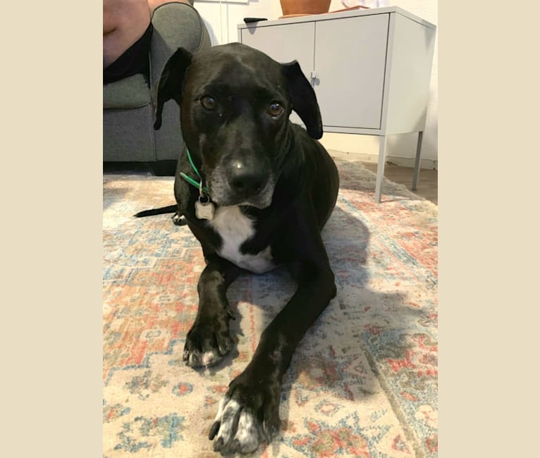 Huck, a Rhodesian Ridgeback and American Pit Bull Terrier mix tested with EmbarkVet.com