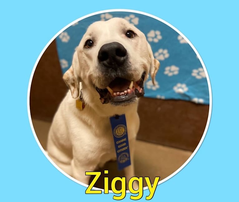 Ziggy Stardust, a Great Pyrenees and American Staffordshire Terrier mix tested with EmbarkVet.com