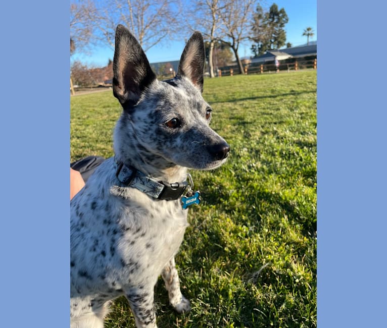 Photo of Zelda, an Australian Cattle Dog, Chihuahua, Pomeranian, and Poodle (Small) mix in Campbell, California, USA