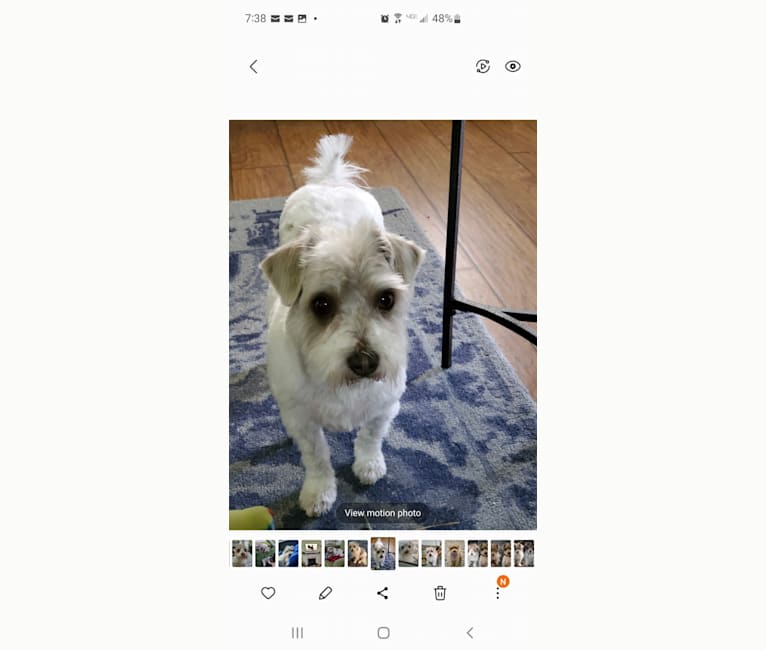 Brooks, an American Village Dog tested with EmbarkVet.com