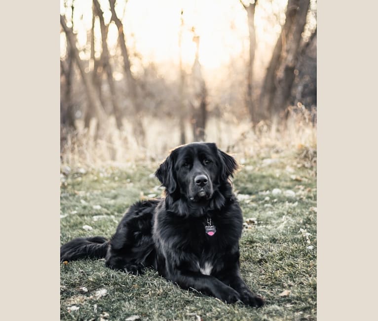 Photo of Conway, a Golden Retriever, Great Pyrenees, Anatolian Shepherd Dog, and Poodle (Standard) mix in Lonsdale, Minnesota, USA
