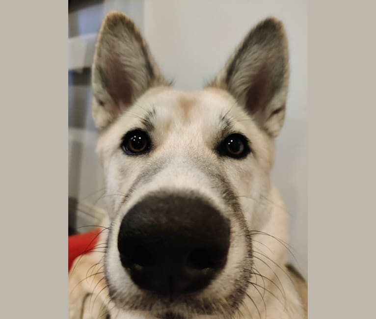 Zima, a Siberian Husky and German Shepherd Dog mix tested with EmbarkVet.com