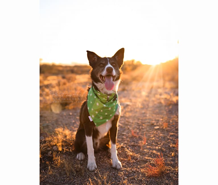 Photo of Leo, a Border Collie  in Mesa, Arizona, USA