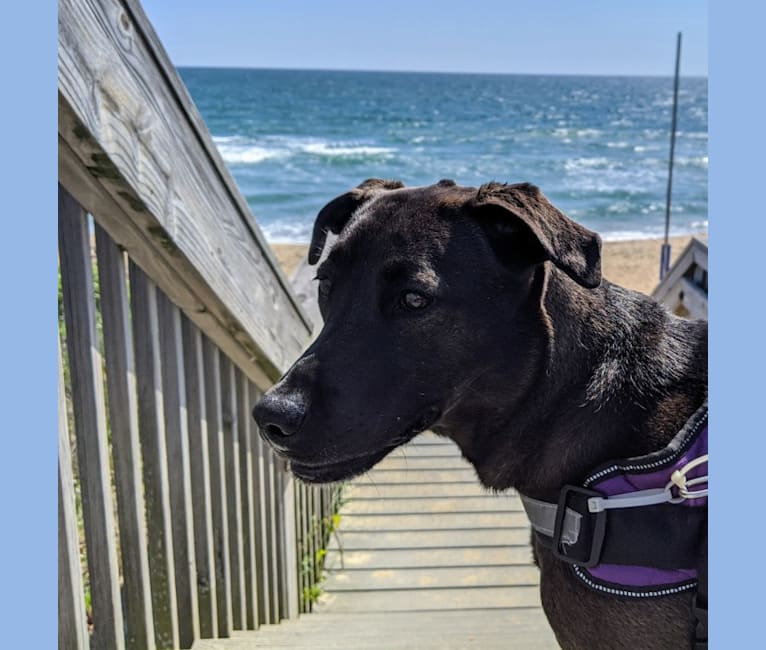 Photo of Luna, a Chinese Shar-Pei, American Pit Bull Terrier, German Shepherd Dog, Basset Hound, and Mixed mix in Puerto Rico