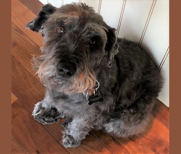 Henry, a West Highland White Terrier and Miniature Schnauzer mix tested with EmbarkVet.com