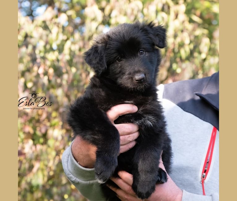 Hunter, a German Shepherd Dog and Irish Wolfhound mix tested with EmbarkVet.com