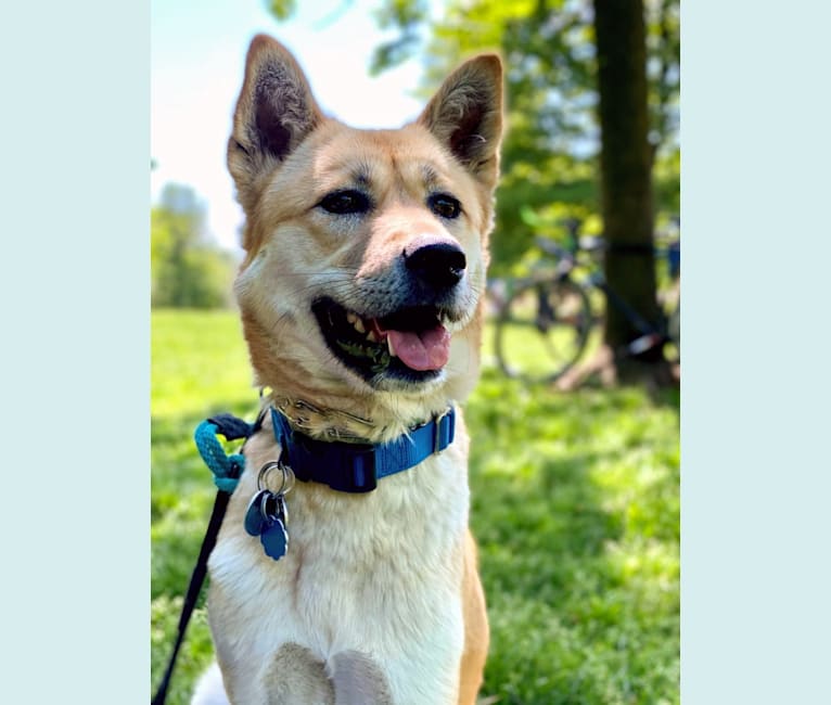 Ellie, a Japanese or Korean Village Dog and Jindo mix tested with EmbarkVet.com