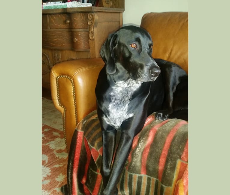 Embark Dog DNA Test Breed