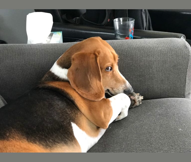 Embark Dog DNA Test Breed
