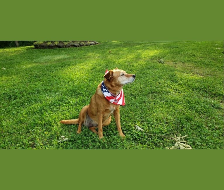 Photo of Riley, an Australian Cattle Dog, Labrador Retriever, and Cocker Spaniel mix in Missouri, USA