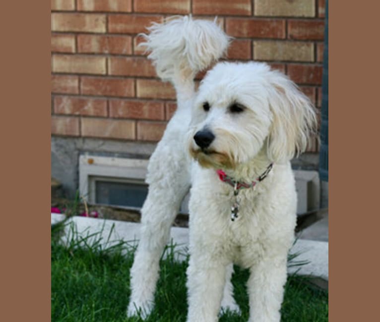 Lollie, a Goldendoodle tested with EmbarkVet.com