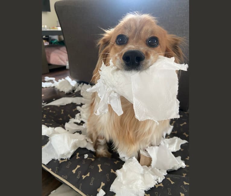 Courage, a Cocker Spaniel and Lhasa Apso mix tested with EmbarkVet.com