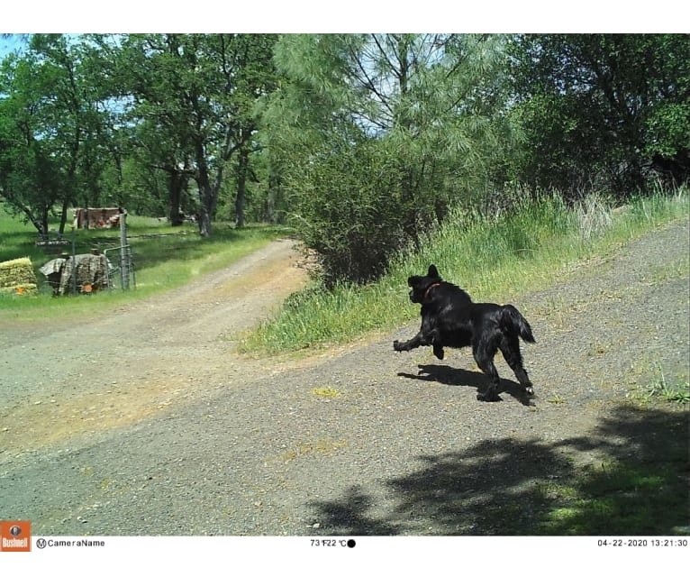 Photo of Big, a Flat-Coated Retriever  in Merlin, OR, USA
