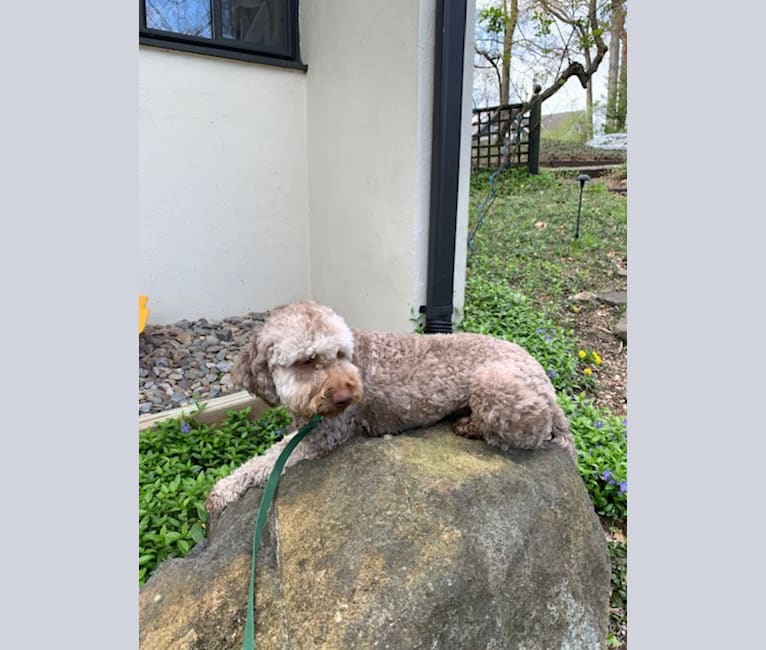 Photo of Rosie, a Lagotto Romagnolo  in Deep River, Connecticut, USA