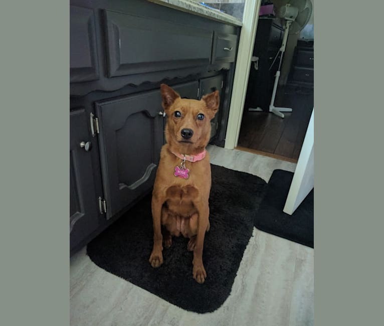 Shar pei rat terrier mix cheap