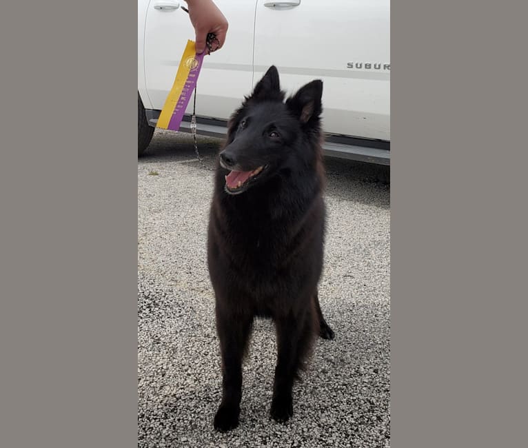 Photo of Gem, a Belgian Shepherd  in Canton, OH, USA