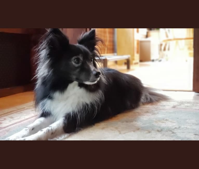 Pepper, an American Eskimo Dog and Miniature/MAS-type Australian Shepherd mix tested with EmbarkVet.com