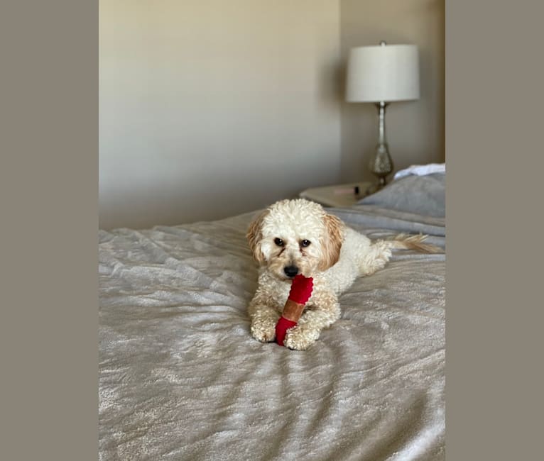 Photo of Leo, a Cavapoo  in Crystal Springs, Florida, USA
