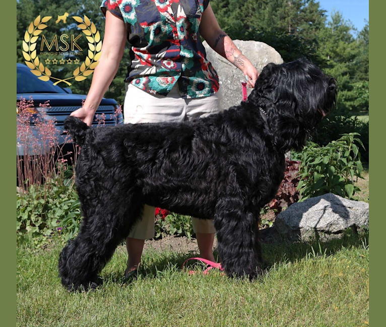 Luna, a Black Russian Terrier tested with EmbarkVet.com