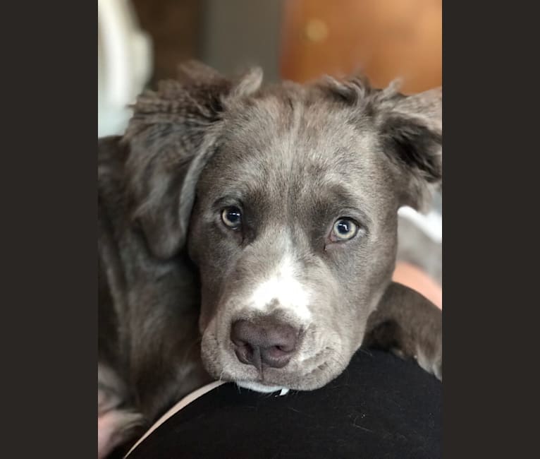 Embark Dog DNA Test Breed