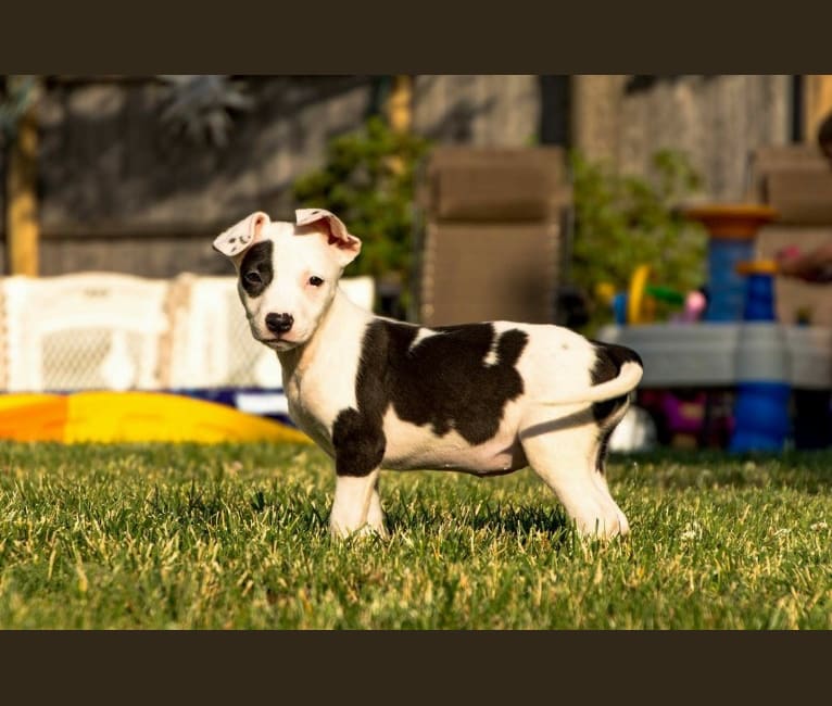 Dakota, an American Pit Bull Terrier and Cocker Spaniel mix tested with EmbarkVet.com